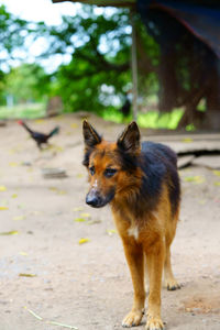 Portrait of dog looking away