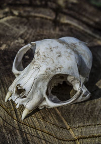 Close-up of animal skull