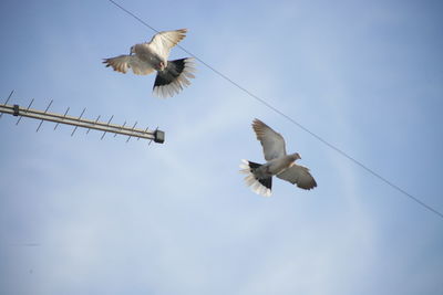 Low angle view of birds flying in sky