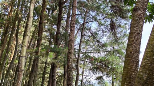 Low angle view of bamboo trees in forest