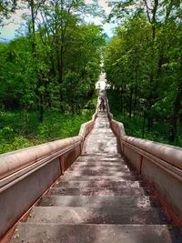 Footbridge amidst trees in forest
