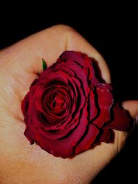 Close-up of red rose against black background