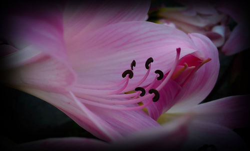 Macro shot of pink flower