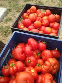 High angle view of tomatoes in market