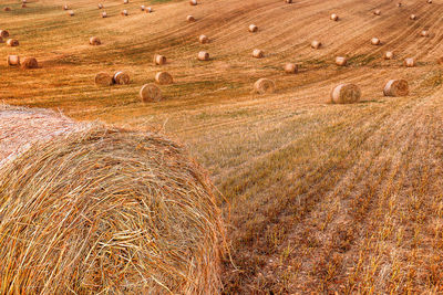 Full frame shot of agricultural field