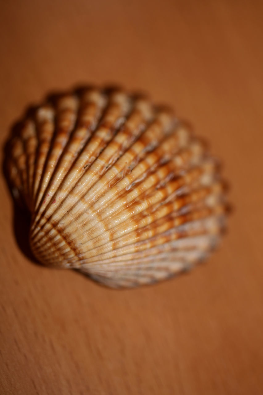 CLOSE-UP OF SHELL ON THE TABLE