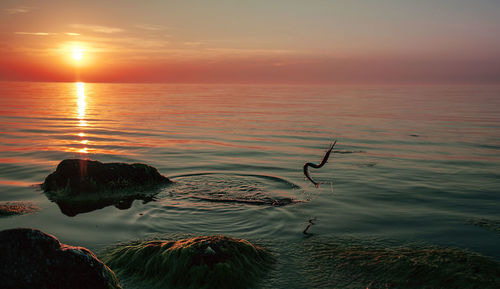 Fish diving in sea against sky during sunset