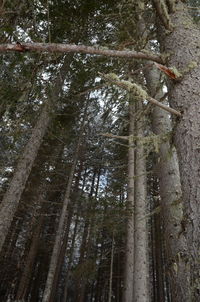 Low angle view of trees in forest