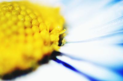 Macro shot of yellow flower