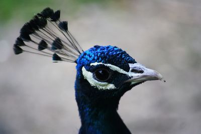 Close-up of peacock