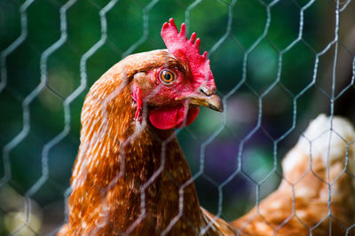 Portrait of hen seen through fence