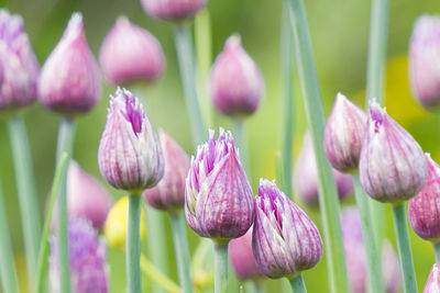 Close-up of purple flowering plants