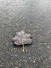 High angle view of dry leaf on wet street