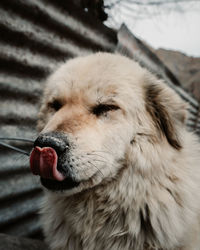 Close-up of dog looking away