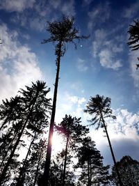 Low angle view of silhouette trees against sky