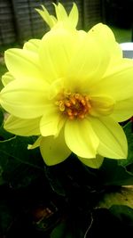 Close-up of yellow flower