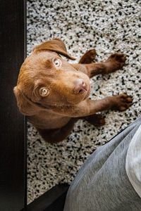 A cute shot of my baby pet labrador puppy learning to sit for the first time