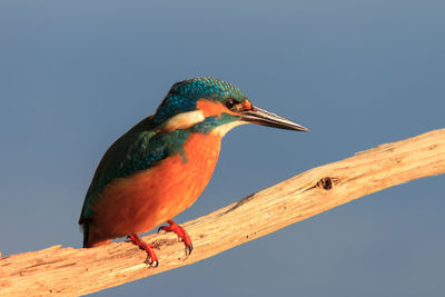 Kingfisher on dead branch and waiting for fishes