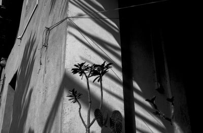 Low angle view of plants