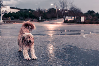 Dog on street in city