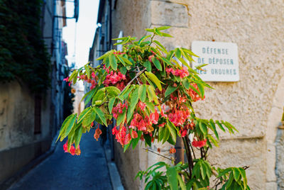 Flower plant on wall by building