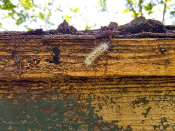 Close-up of insect on tree trunk