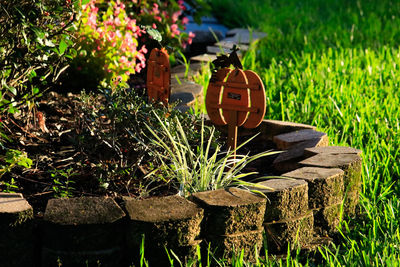 Plants growing on field