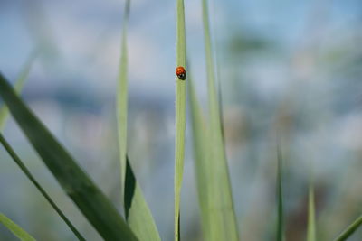 Close-up of ladybug on plant