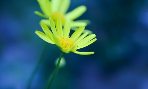 Close-up of yellow flower