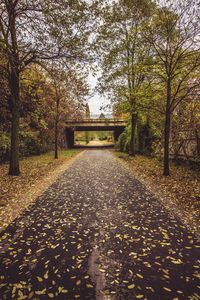 Walkway amidst trees against sky