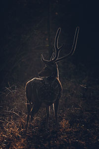 View of deer standing on field