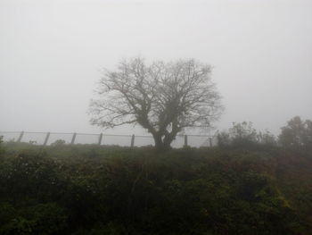 Bare trees on field