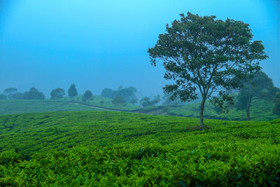 Trees on field against clear sky