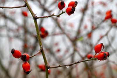 Close-up of red berries on tree