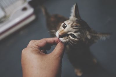 Cropped image of hand holding cat