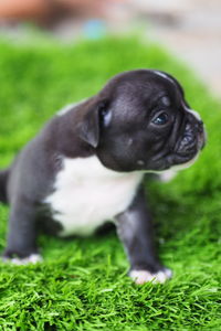 Portrait of a dog on field