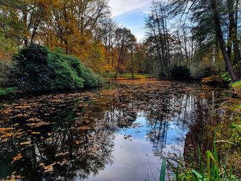 Trees growing in forest against sky during autumn