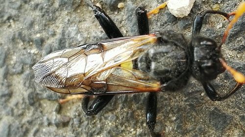 Close-up of insect