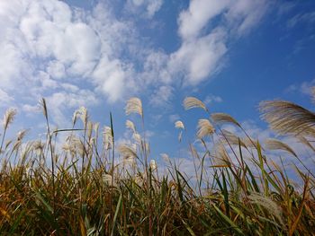 Low angle view of plants growing on field against sky