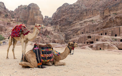 View of camels on desert