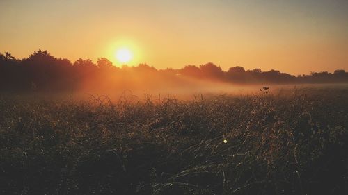 Scenic view of field against clear sky during sunset