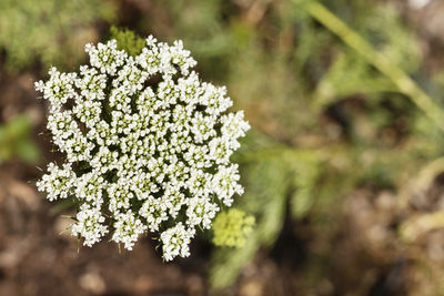 Close-up of flowering plant