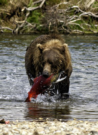 Bear carrying fish while wading in lake