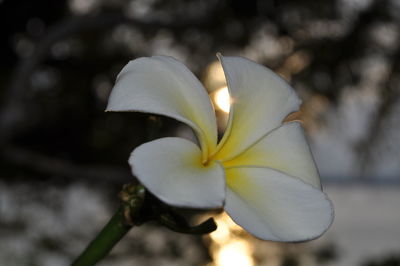 Close-up of flower blooming outdoors