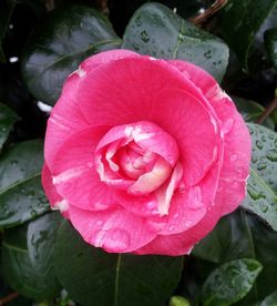 Close-up of pink rose