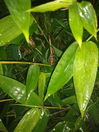 Close-up of raindrops on leaves
