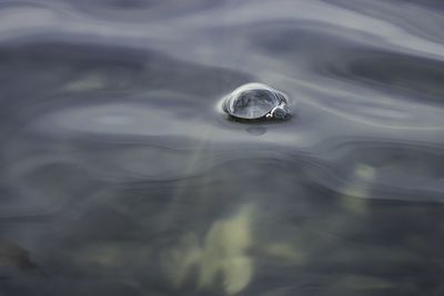 Close-up of water drop on lake