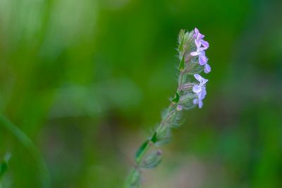 Close-up of purple flowering plant