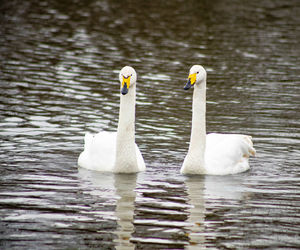 Swans swimming in lake