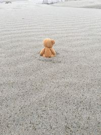 High angle view of leaf on sand